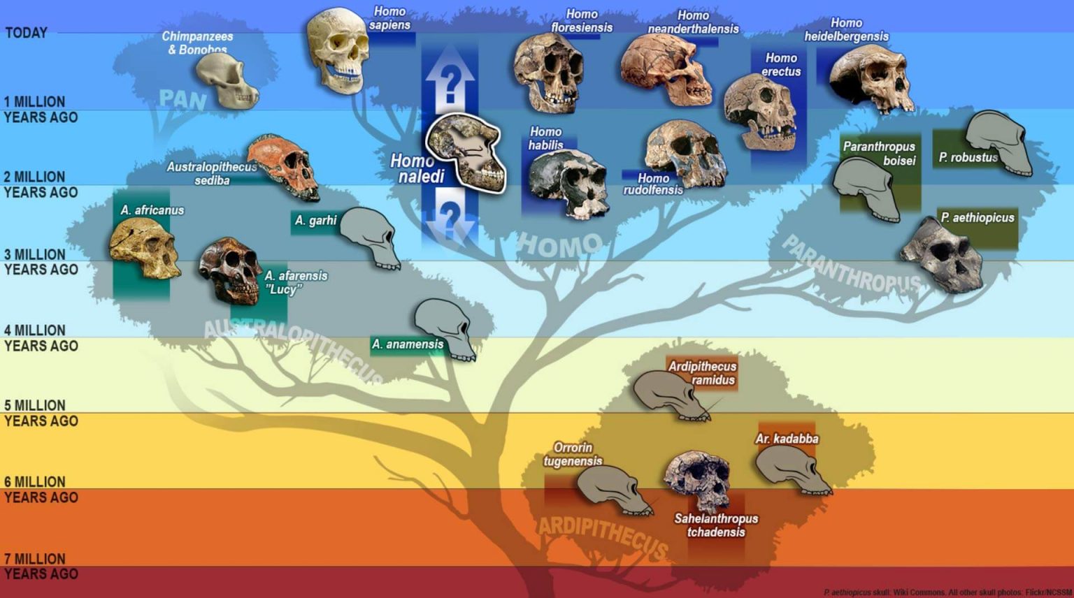 Il Teschio Significato E Immagini il-teschio-significato-e-immagini